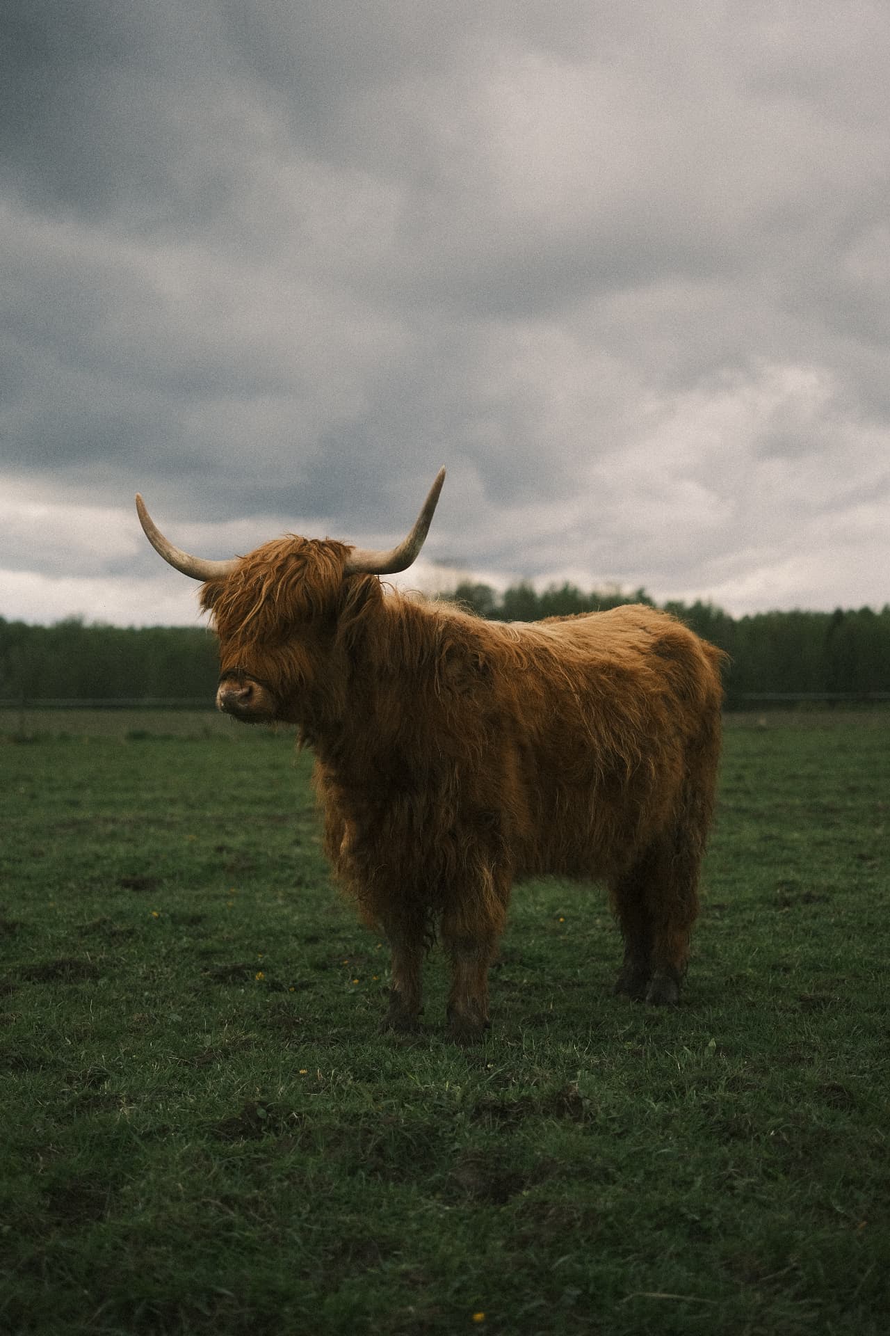 Highland cattle på ängen